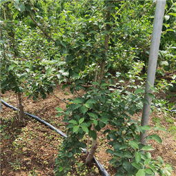 棣棠花在南北方的适宜种植地