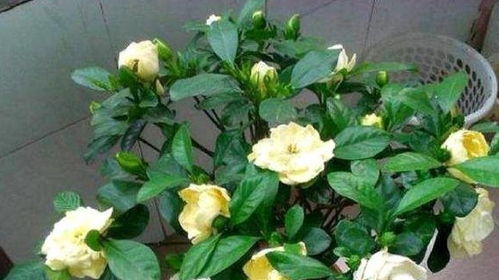 刚换盆的栀子花怎么浇水才能避免烂根