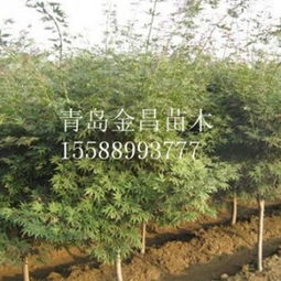 惯与鸡爪槭的一些杂七杂八的了解