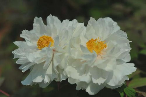 3. 选择合适时节移栽