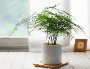 文竹分株拆分，为何不能一分为二