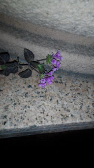 花的海洋， 心的田地