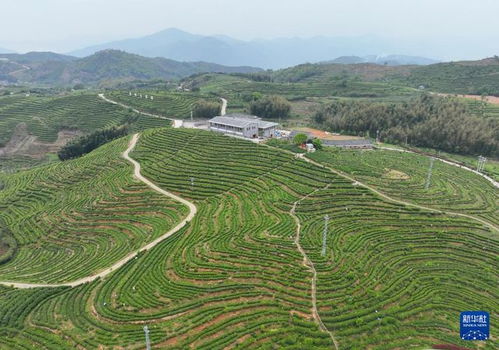 武功山茶叶批发价格一览：一品万里茶叶每斤售价是多少？