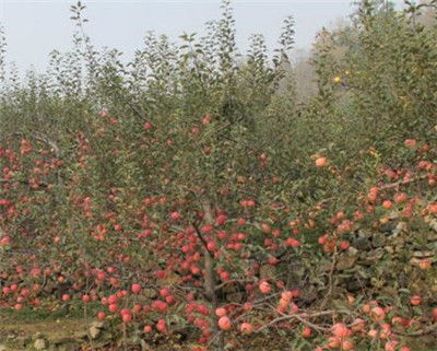 家的玫瑰， 吃的茶