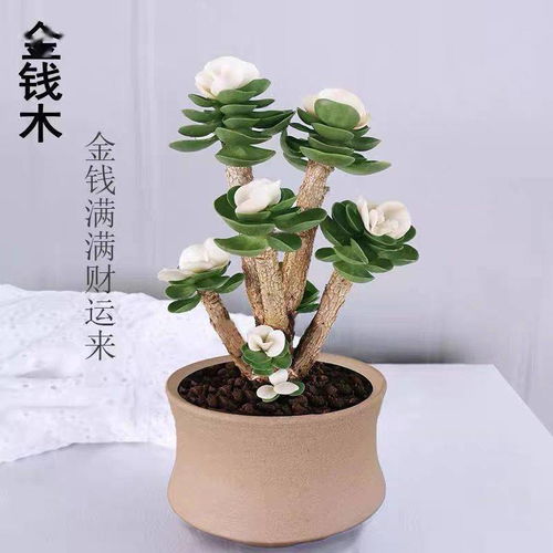 门口种什么植物旺财又招福？养这几种旺运植物