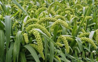 小米条锈病病原揭秘