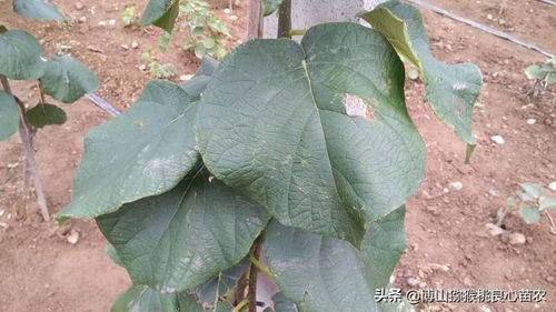 红豆杉树摘心修剪， 让你家的树geng美观