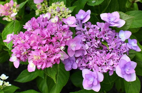 海桐花通常在什么月份开花，这个季节可以观赏到美丽的海桐花吗