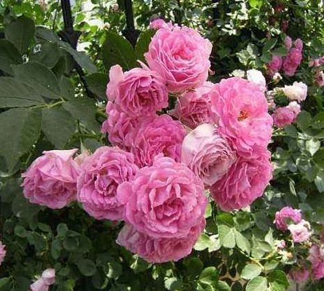 缺点？不好意思，我真的没找到