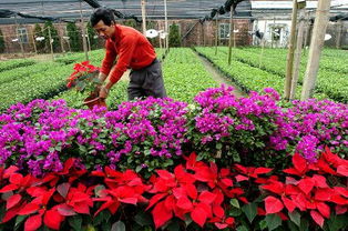 黑提产地揭秘：爆款花卉，产地聚焦！