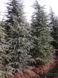 未来几年，松树市场价格上涨的机遇与挑战