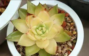 多肉叶子发黑，究竟是谁的错？