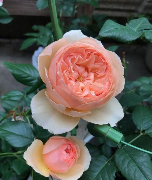 贝壳月季：美美哒，冷冷哒？