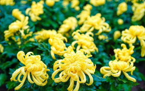 菊花霜霉病是一种常见病害，严重影响菊花生长和观赏价值