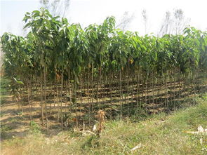 丛生苗木的胸径计算方法