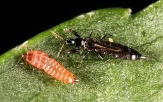 潜叶蝇的危害与防治