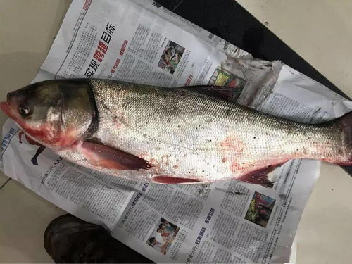 鄱阳湖鳡鱼，鄱阳湖特产