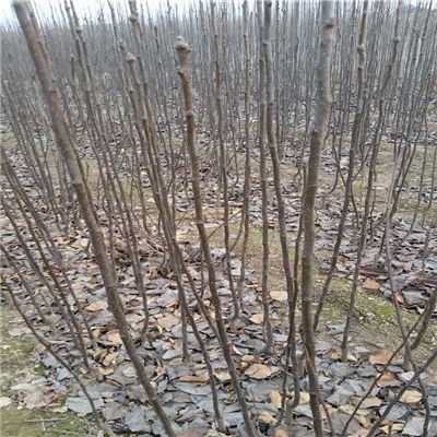 松柏树苗的购买建议