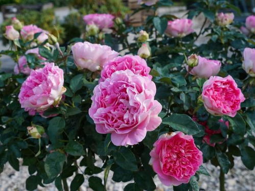 新礼服月季简介