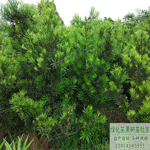 茶油苗高产嫁接示范基地：电话咨询，高效产出！