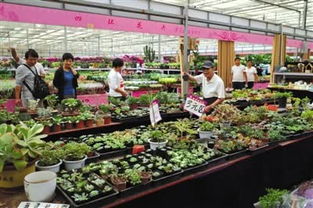 北京神天龙黄土岗花卉市场的营业时间