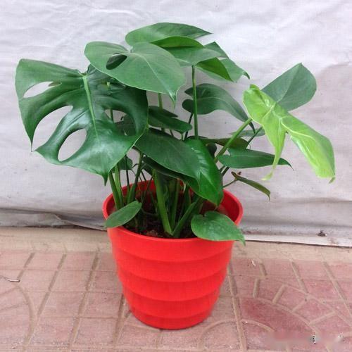 “龟背竹喜温怕寒，耐低温生长佳”