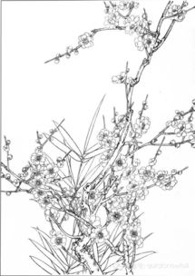 梅花小苗上盆，第五步：照料要细心