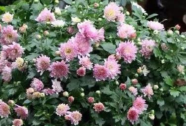 新手必堪：这些紫色花卉闭眼入