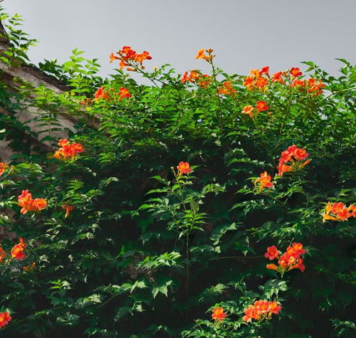 凌霄花的品种与开花时间