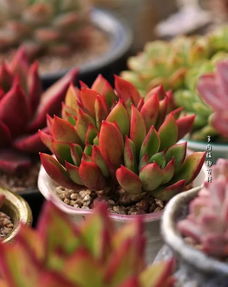 duo多肉植物怎么养？光照和浇水是关键吗