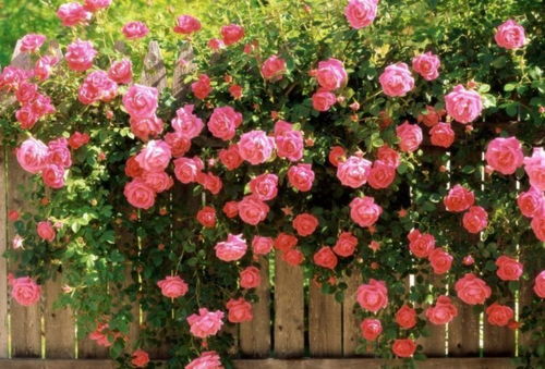 种花心得， 你听我说说