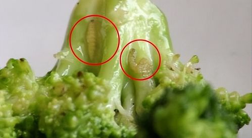 1. 洗衣粉、 素和水合成液喷洒