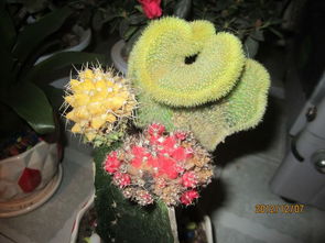 通风不足， 仙人球会哭鼻子