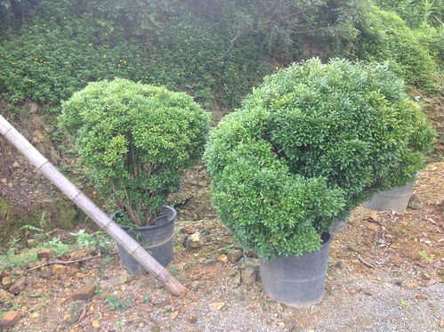 黄杨的品种探索