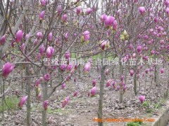 南阳镇平红玉兰树苗繁殖及栽种方法：成活率蕞高的小技巧