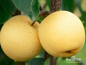 黄金梨在福建的生长