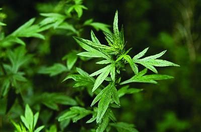 香艾草和艾草有何不同？内行人揭秘区分技巧