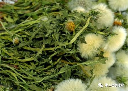 长期喝干蒲公英水好吗？它的好处和坏处你了解吗