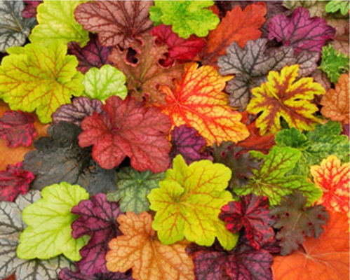 矾根的变色戏法