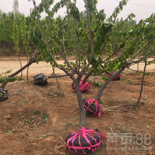 烟台福山区的成功经验