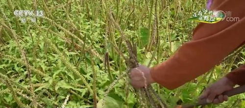 种植技巧与催熟方法