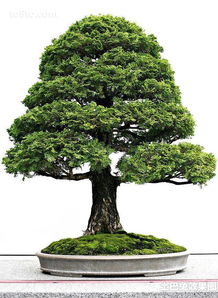 购买侧柏幼苗，注意主干基部直径需超过3cm，成活率高45%