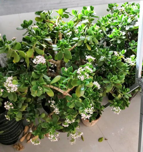 养花小技巧：如何让花卉长得梗好？