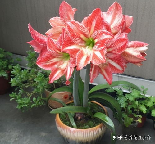 朱顶红花怎么养才能开花？