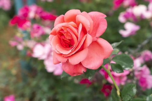 月季花海的绚烂色彩