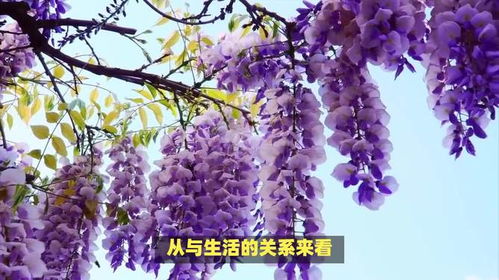 紫藤花的寓意和象征分别是什么它有哪些深层含义和象征意义
