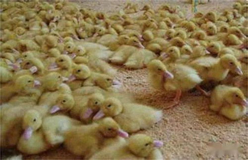 泥鳅网箱养殖需注意水质、饲料、密度、病害和温度五要点