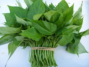 红薯叶种植的最佳时间是什么时候？需要遵循哪些步骤进行栽培