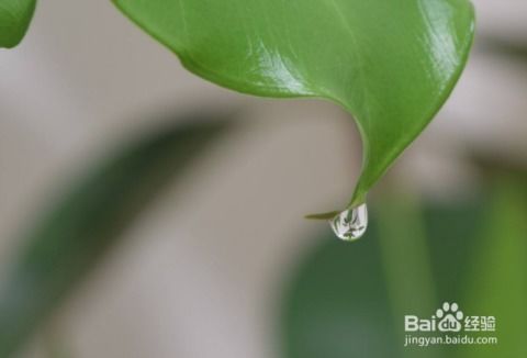 一、 滴水观音花艾灸的价格之谜