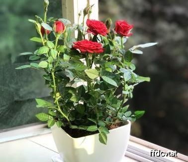 夏天种花，花儿汗颜开？